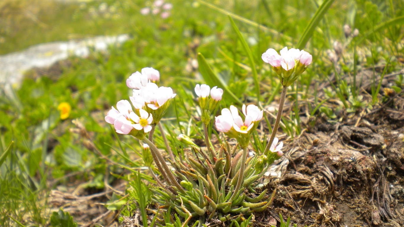 Val d''Aosta 03 - Androsace adfinis